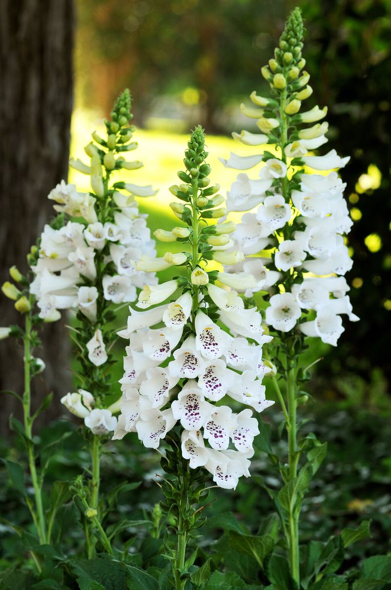White Foxglove: Biennial Disappointment