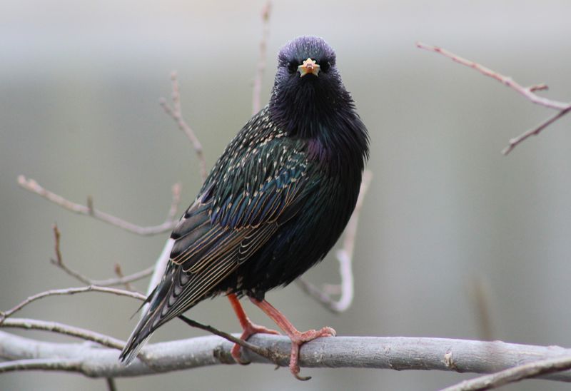 European Starling