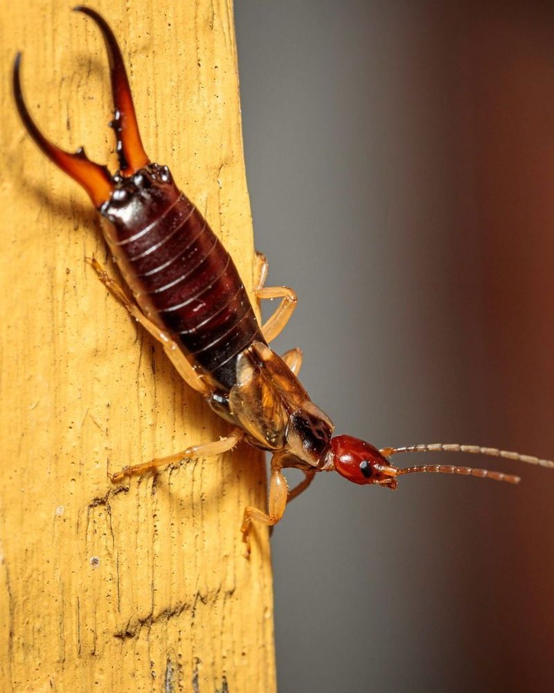 Earwigs: Pincer-Tailed Opportunists