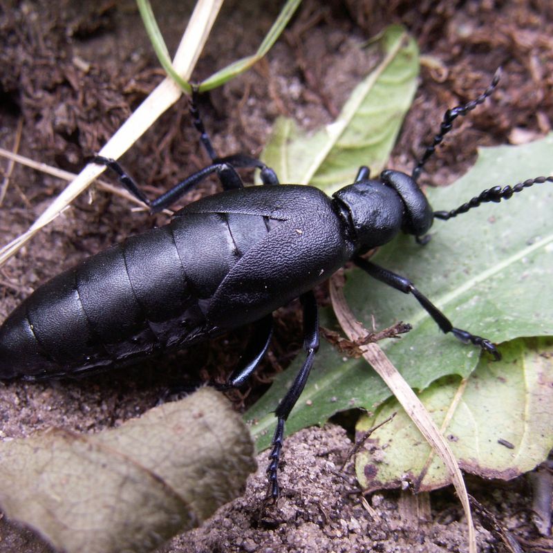 Blister Beetles