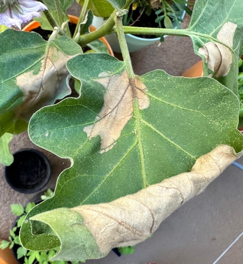 Irregular Watering