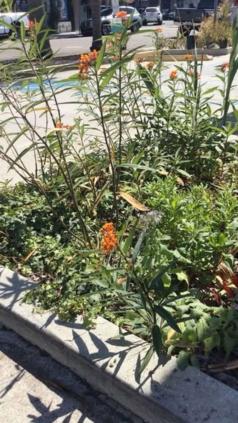 Tropical Milkweed (Asclepias curassavica)