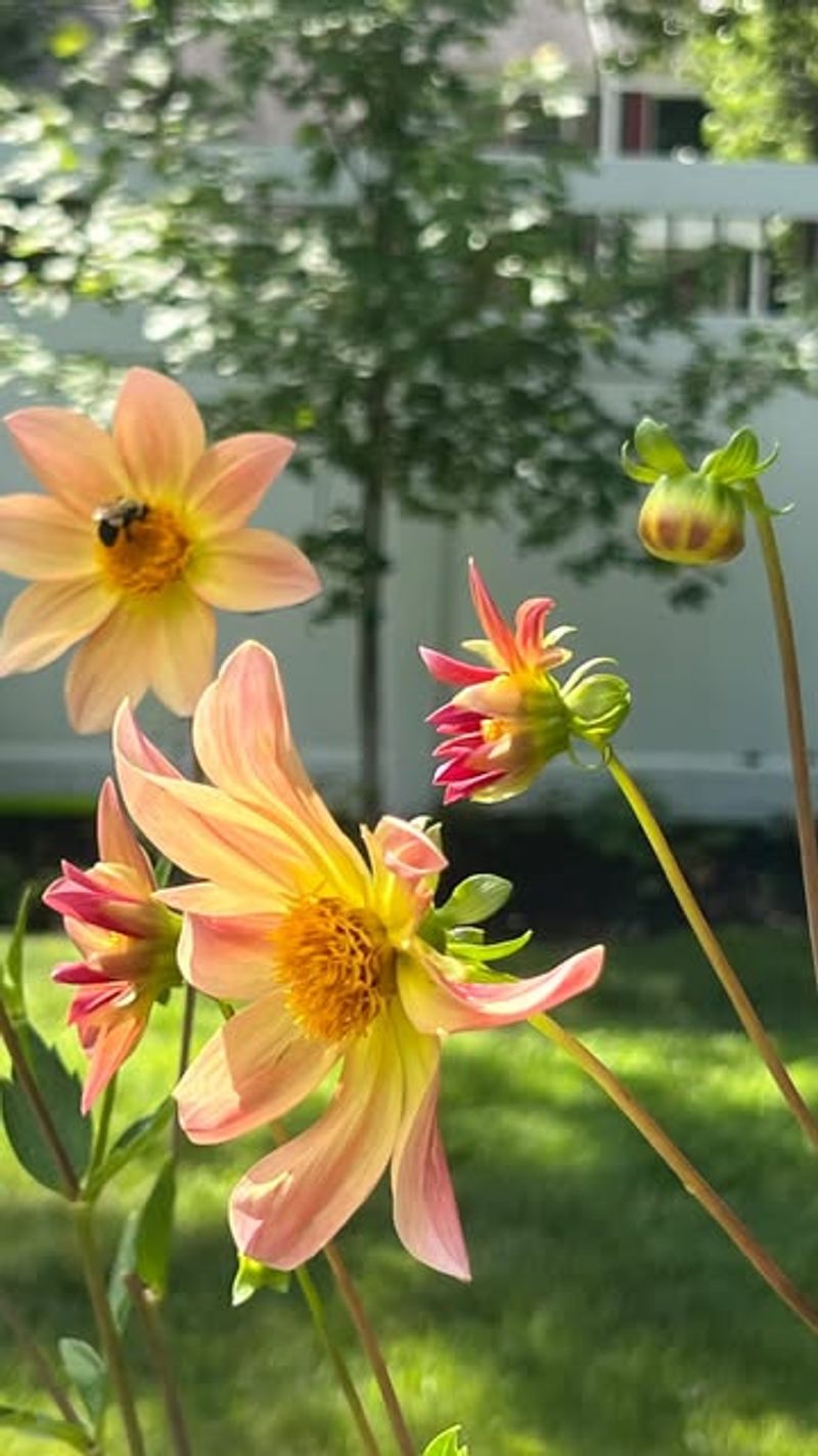 Double-Flowered Varieties Look Pretty But Offer Little Nectar
