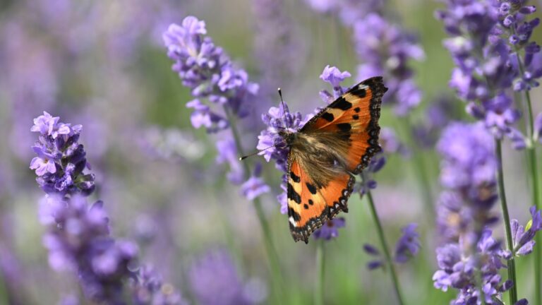 butterfly on a lavender flower