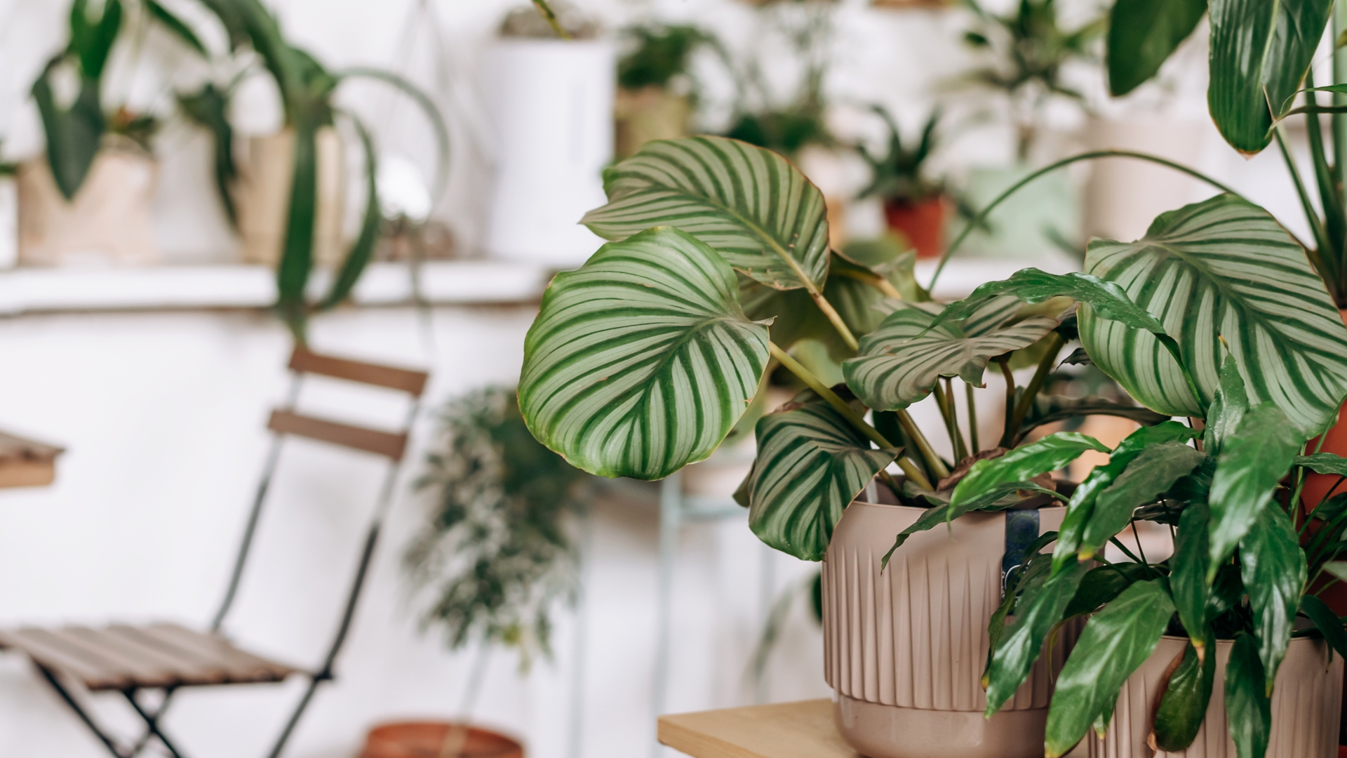 Calathea