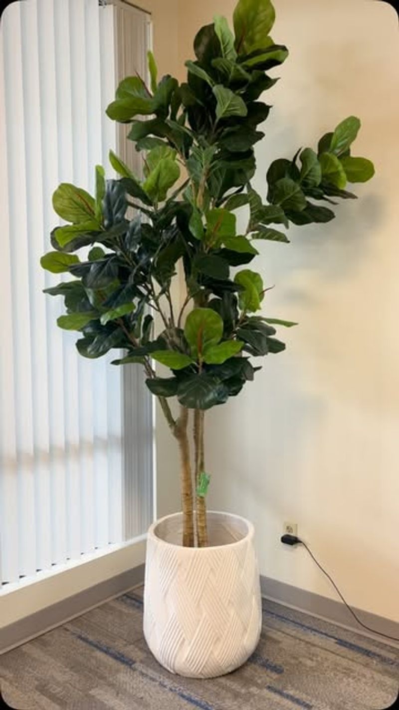 Fiddle Leaf Fig