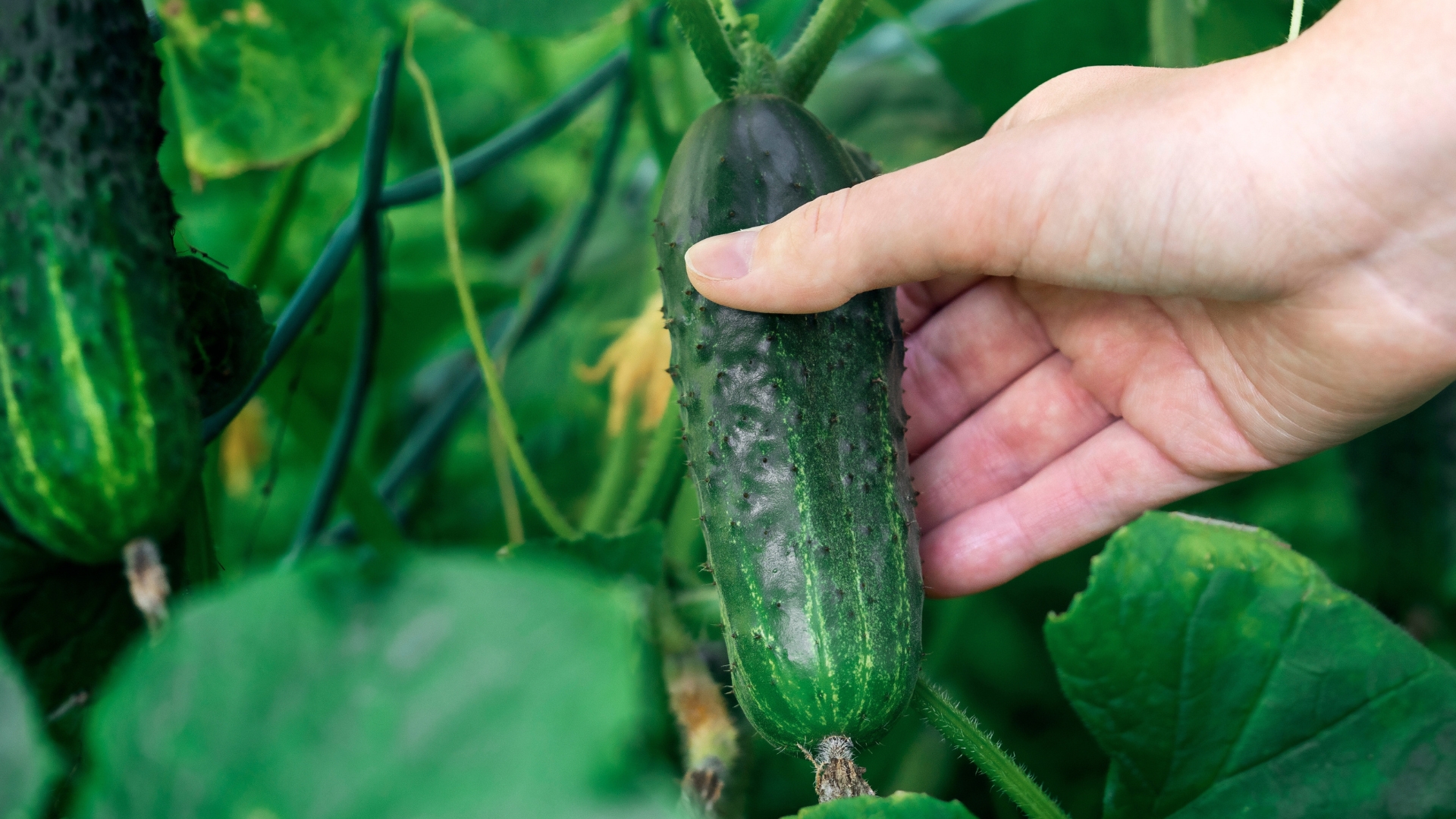 Why Cucumbers Are Struggling In Tennessee—And How To Save Them