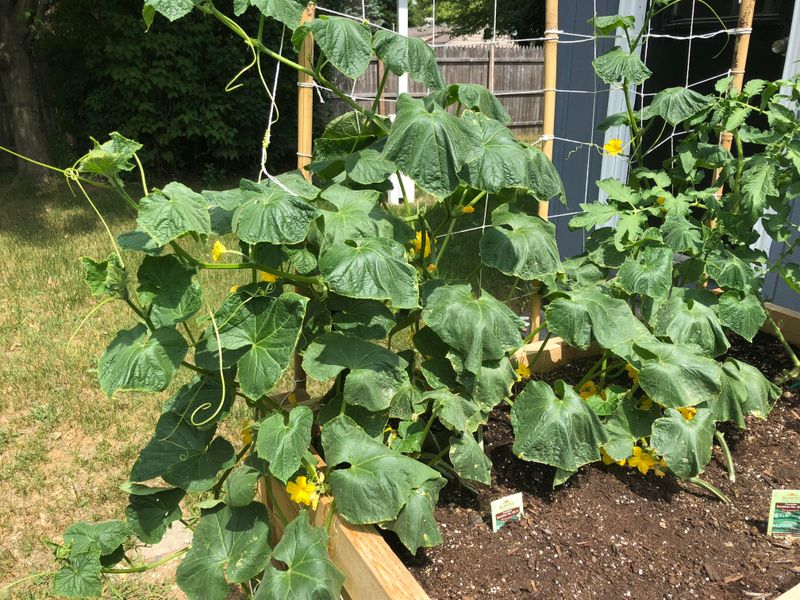 Excessive Heat Waves