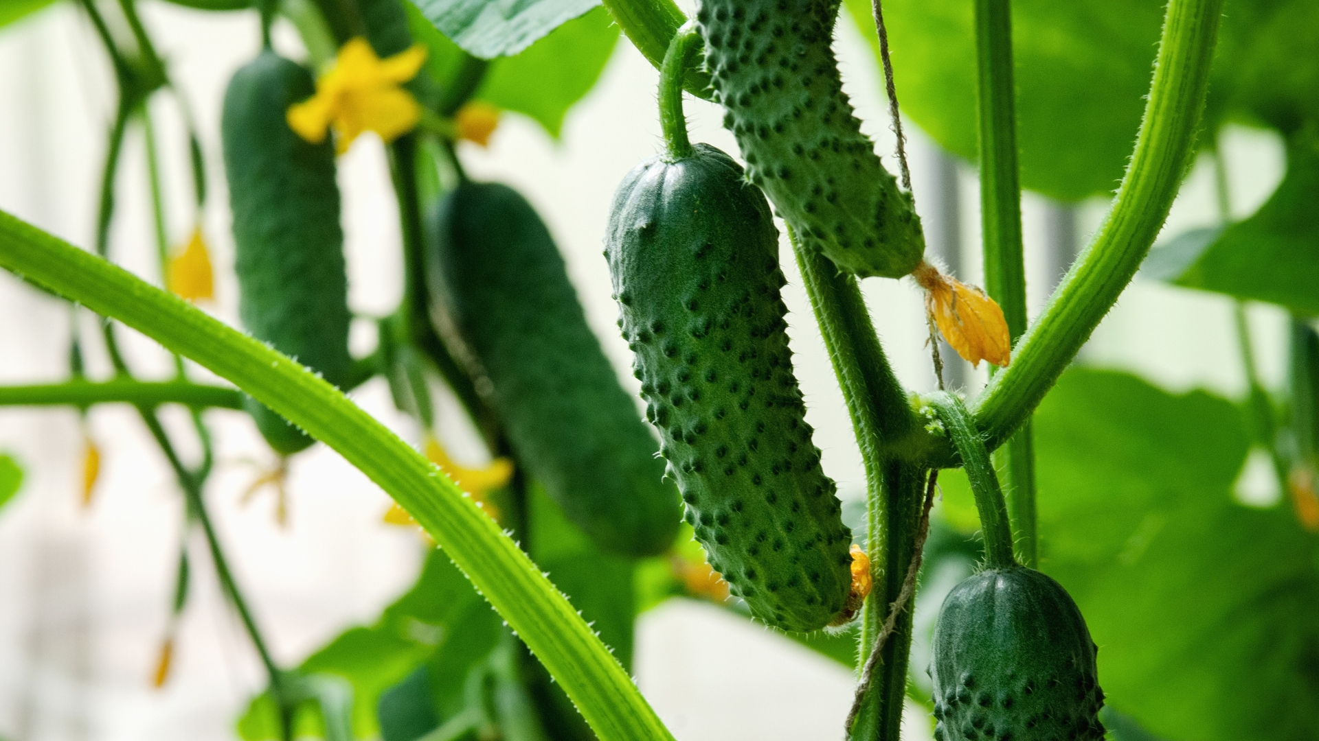 Why Letting Cucumbers Grow Too Large Could Backfire On You