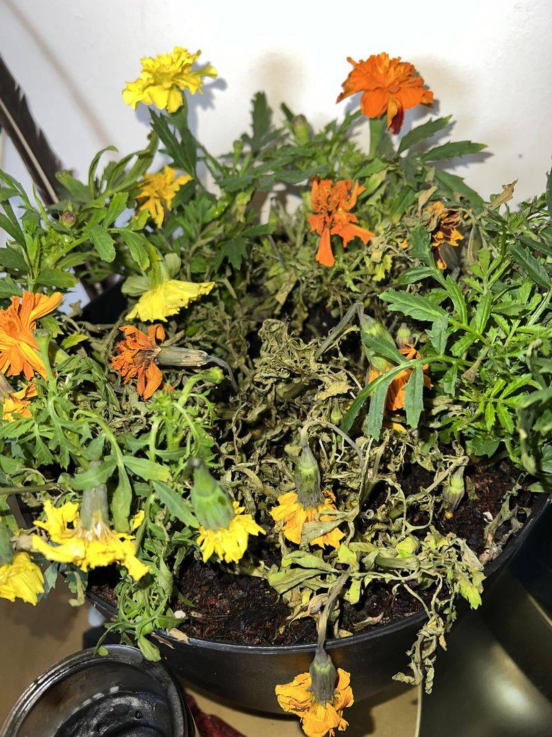 Overwatering Overwhelm
