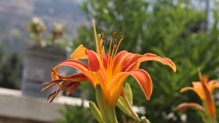 daylily