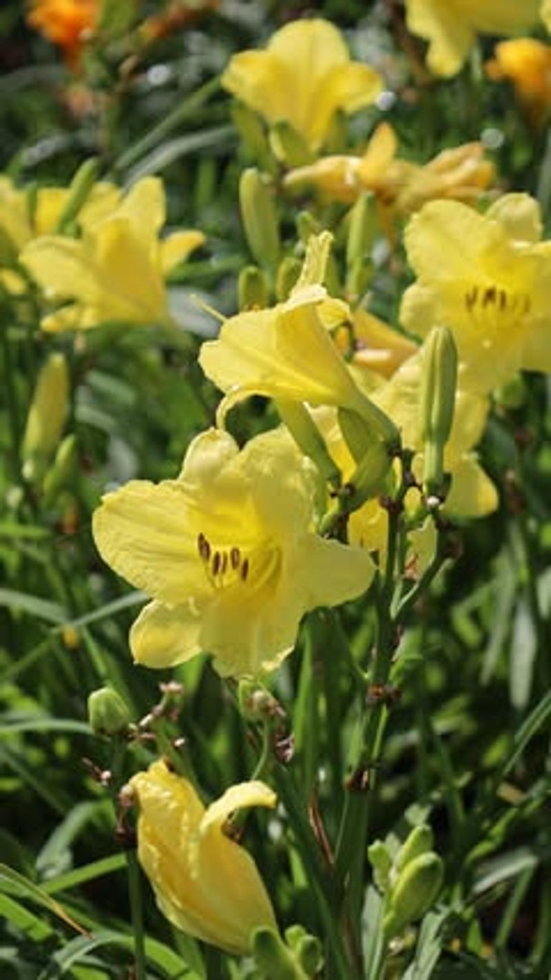 Sweet Scent