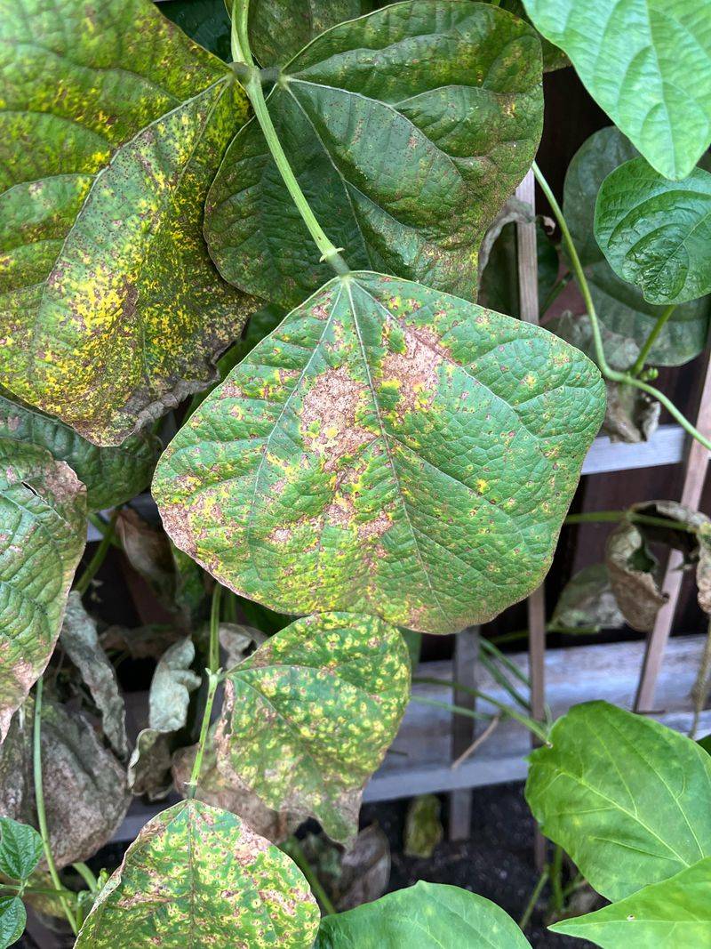 Bean Rust Fungus Attack