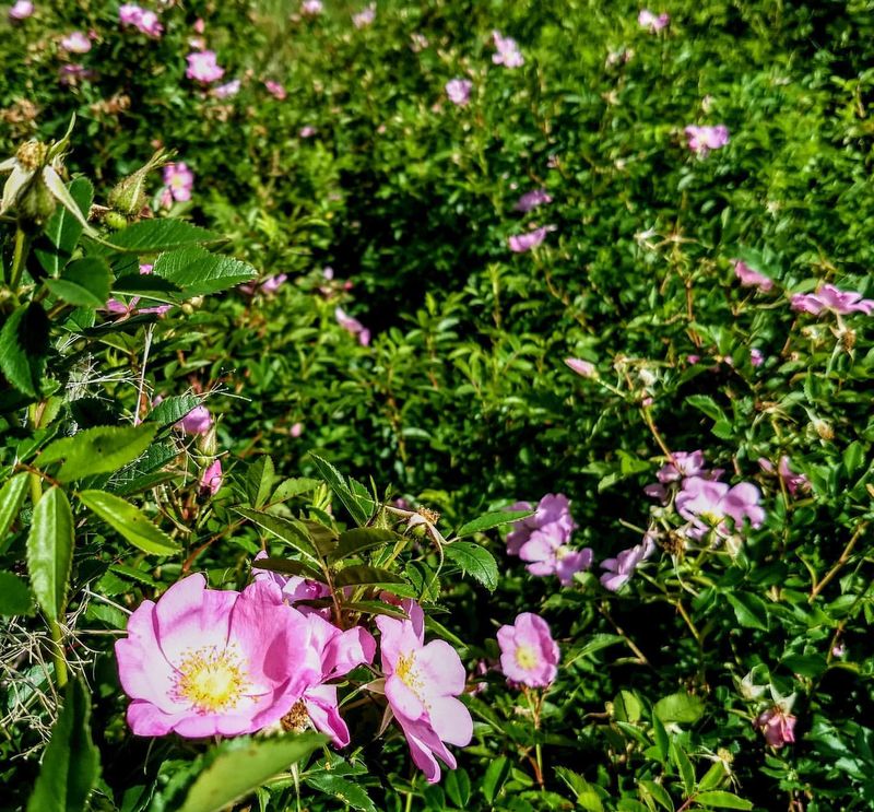 Swamp Rose (Rosa palustris)