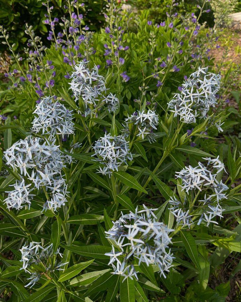 Eastern Bluestar (Amsonia tabernaemontana)