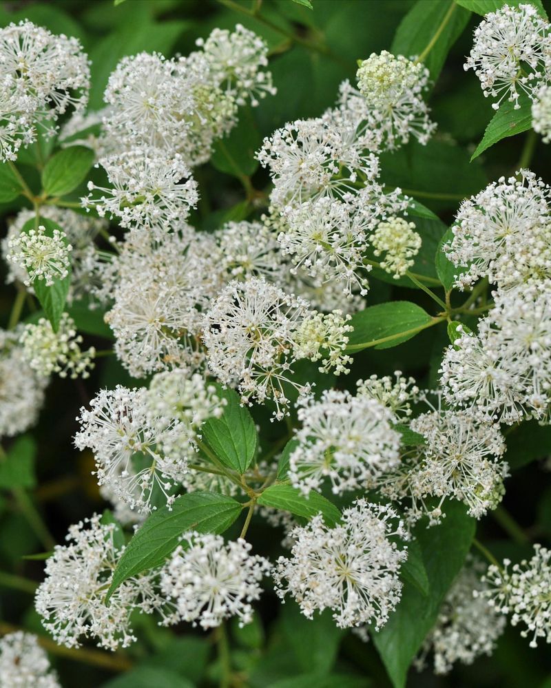 New Jersey Tea (Ceanothus americanus)