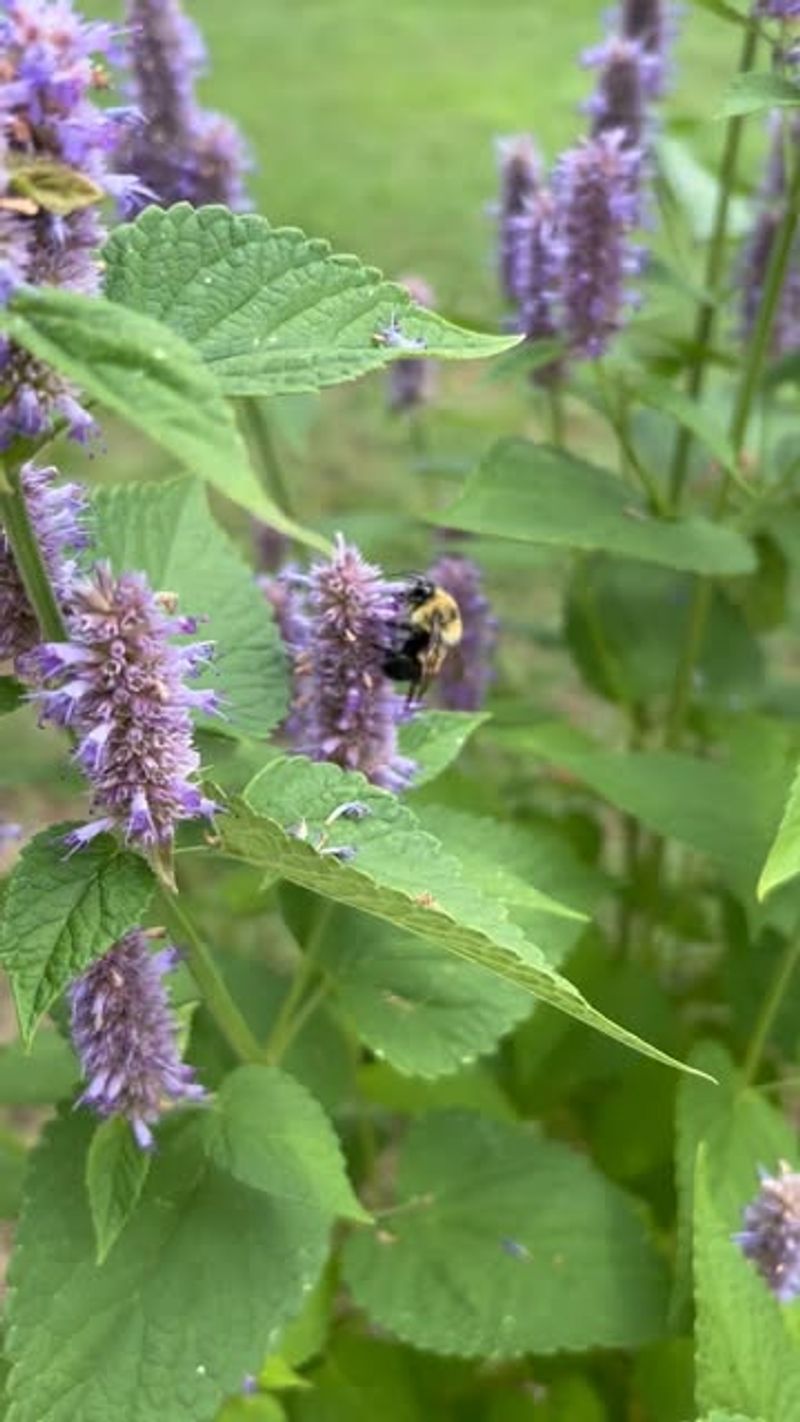 Anise Hyssop (Agastache foeniculum)