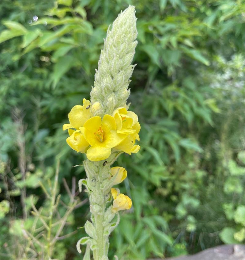 Common Mullein