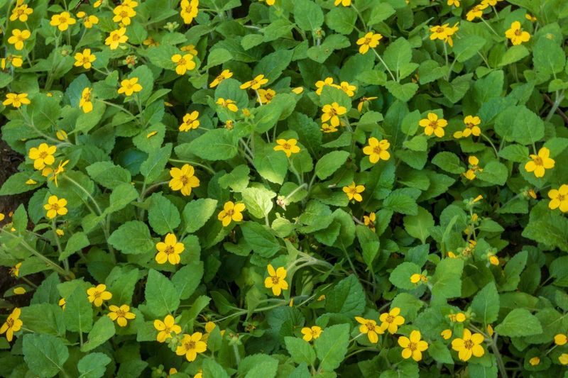 Green and Gold (Chrysogonum virginianum)