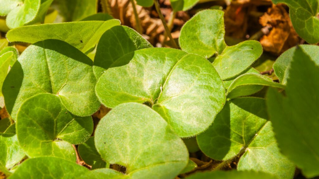 Wild Ginger