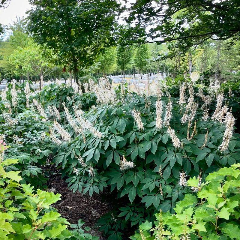 Bottlebrush Buckeye