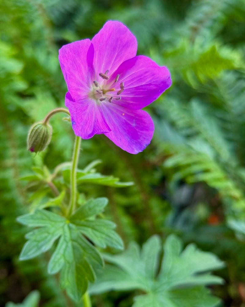 Cranesbill Geranium