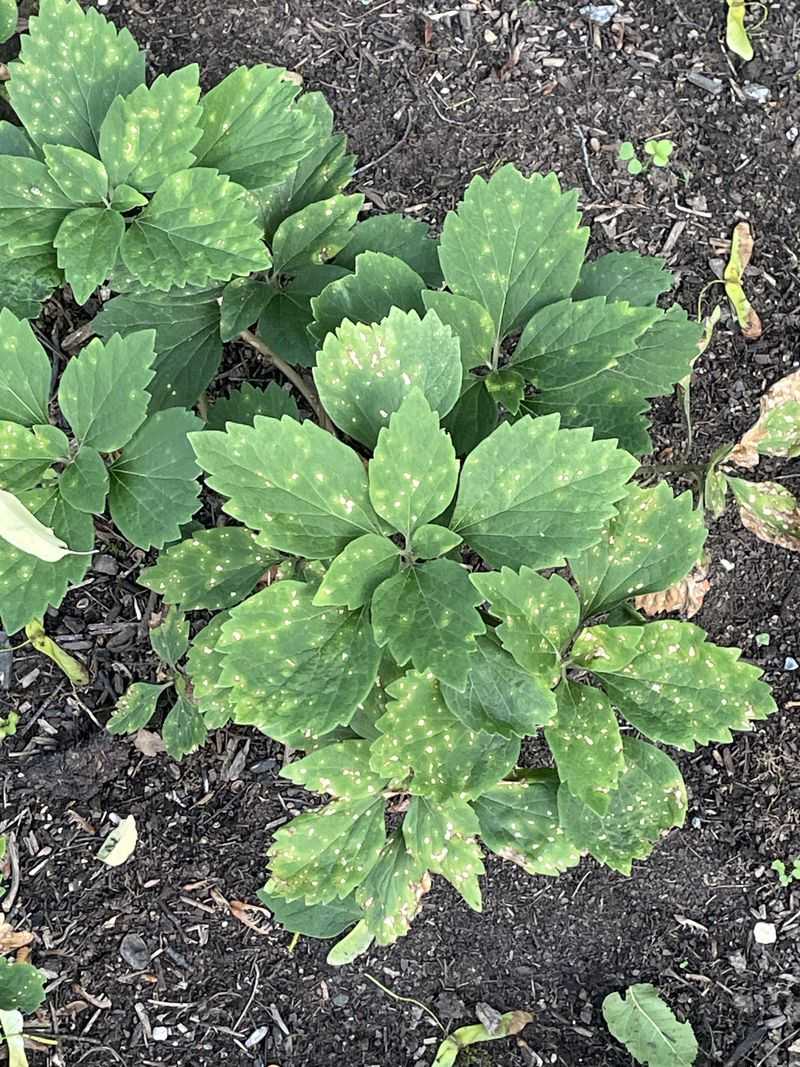 Allegheny Spurge (Pachysandra procumbens)