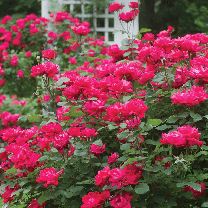 Knockout Rose