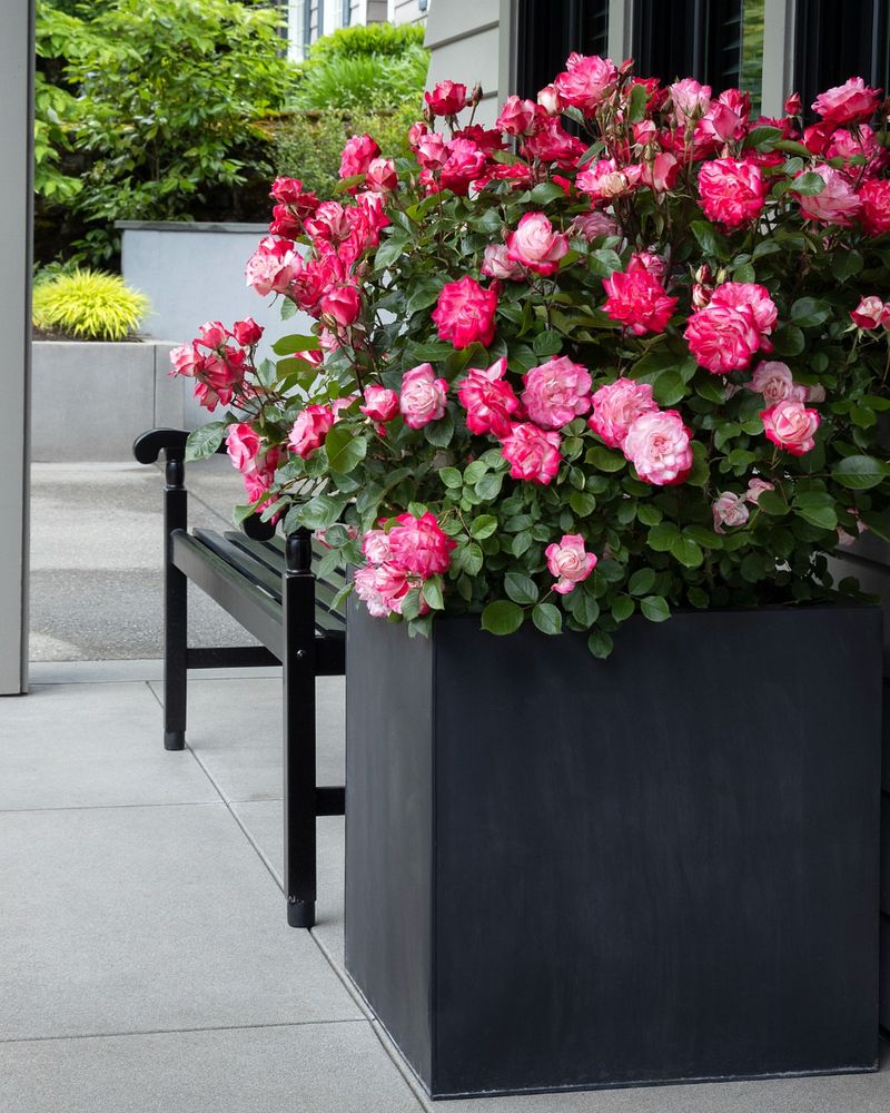 Miniature Rose Garden