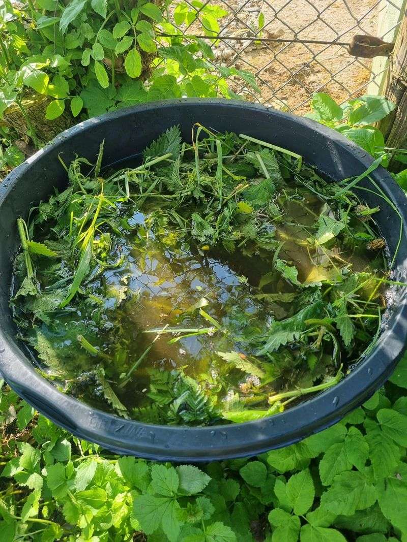 Nettle Tea Fertilizer