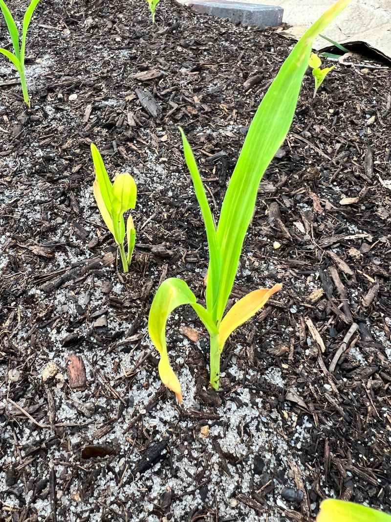 Yellowing Lower Leaves