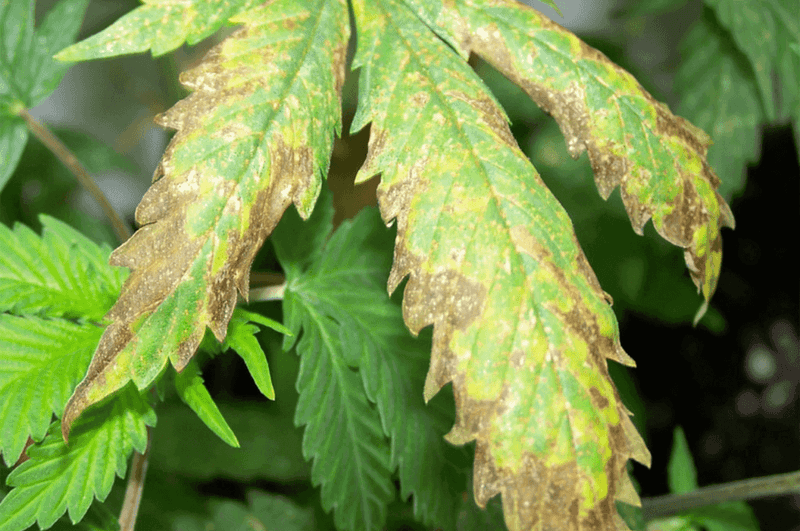 Crispy Brown Leaf Edges
