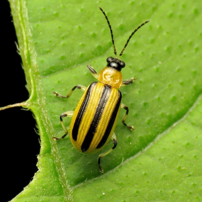 Pest Deterrent During Heat Spikes