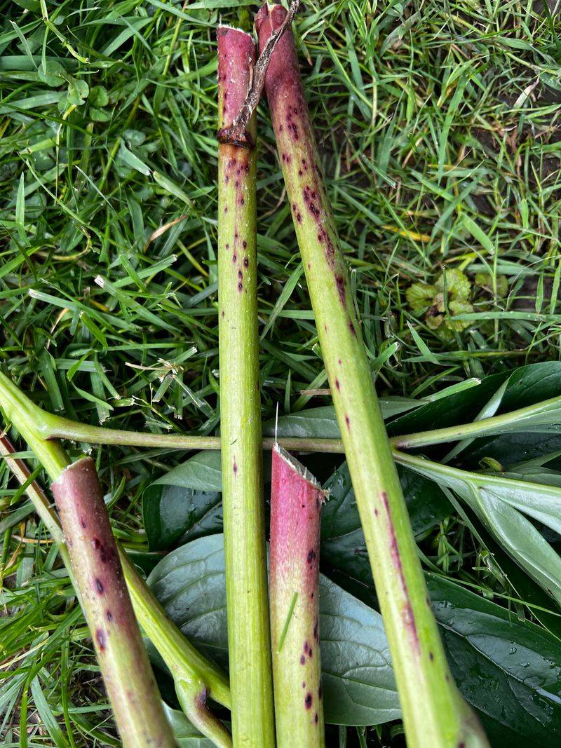 Botrytis Blight Weakening Stems