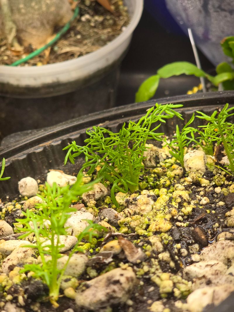 Rescuing Already Leggy Seedlings