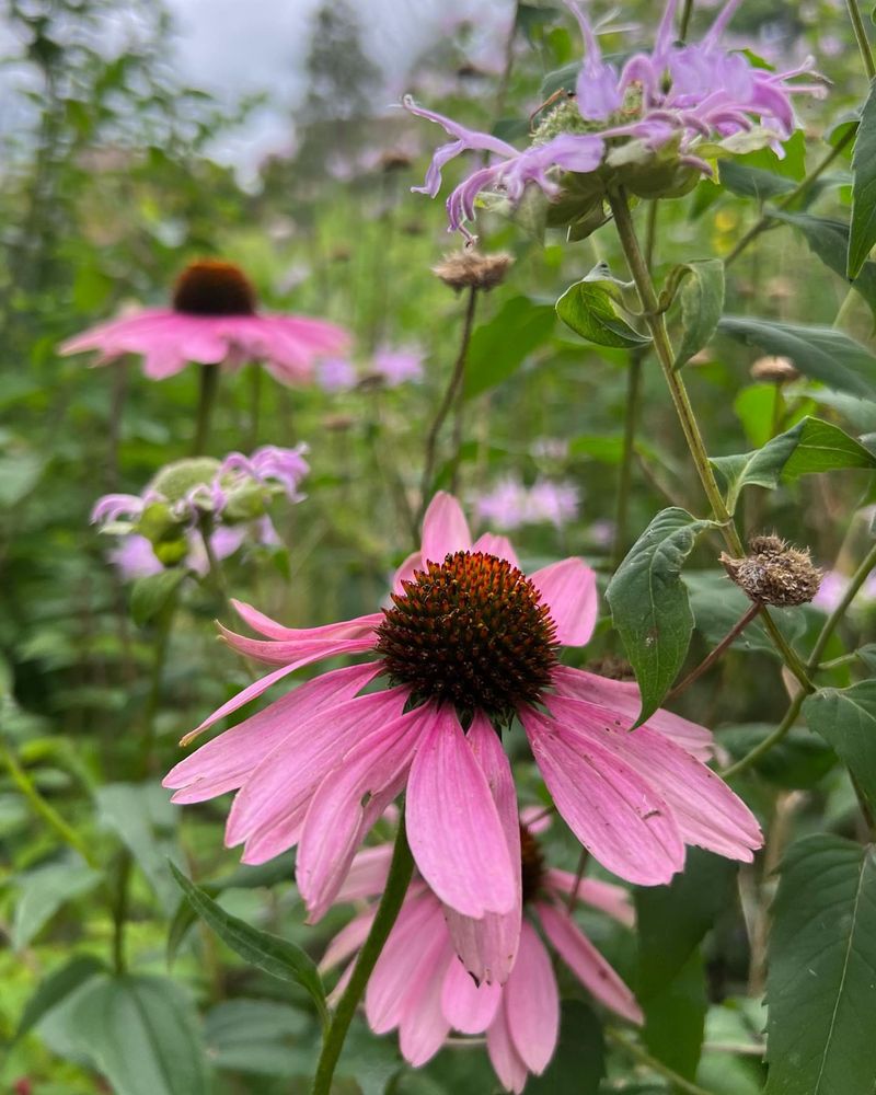 Recognizing Heat Stress Signals
