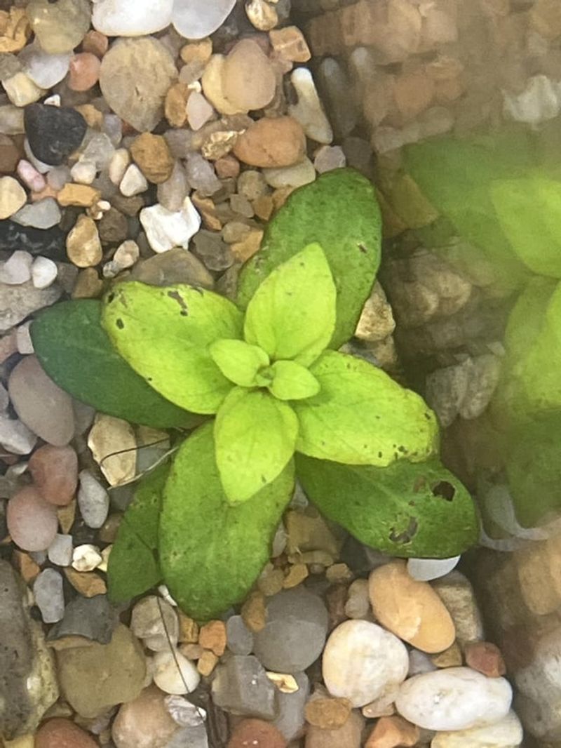 Nutrient Deficiencies Creating Weak Spots