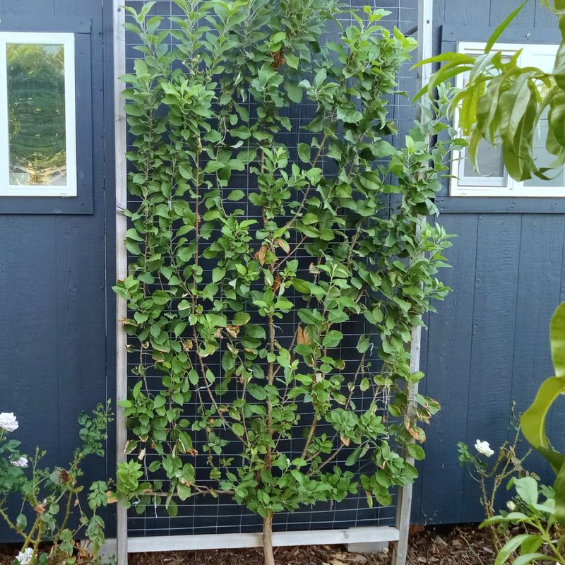 Espalier Fruit Trees