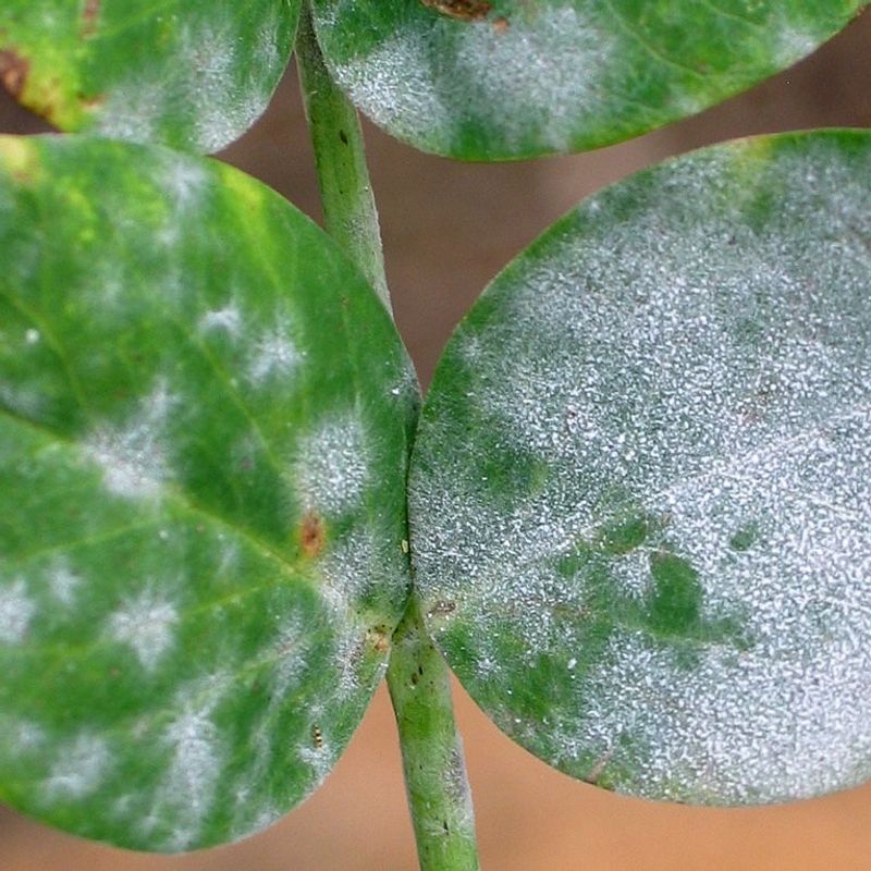 Powdery Mildew