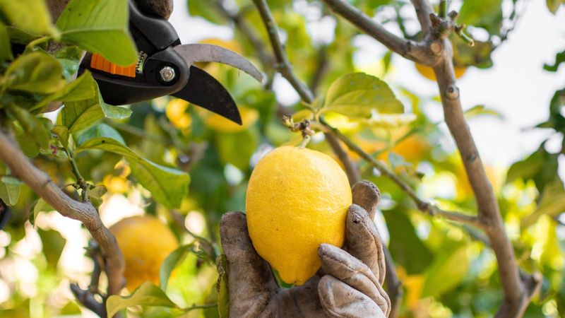 Perfect Picking Technique
