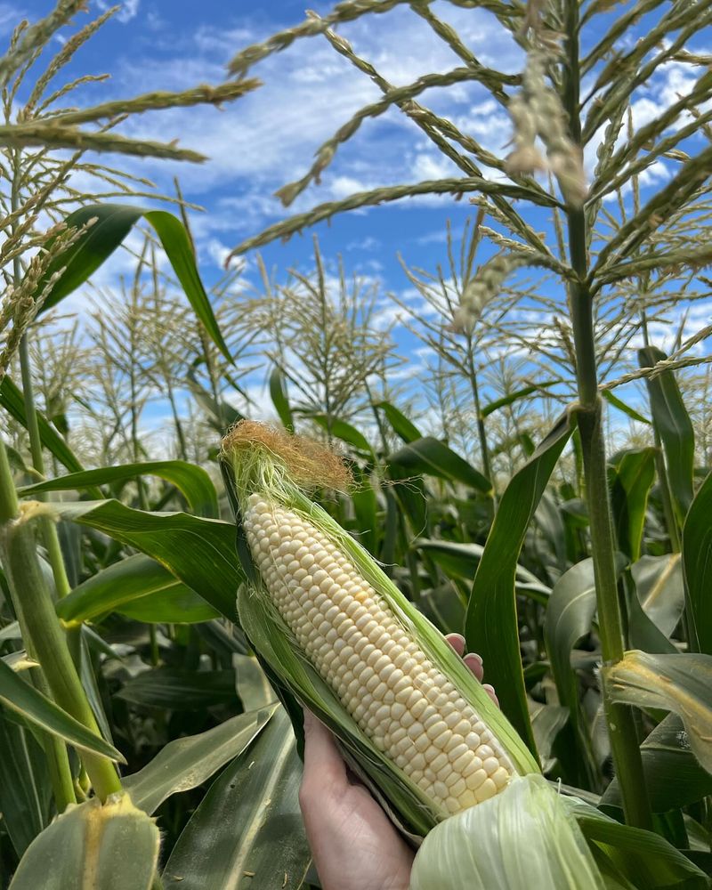 Sweet Corn's Perfect Moment