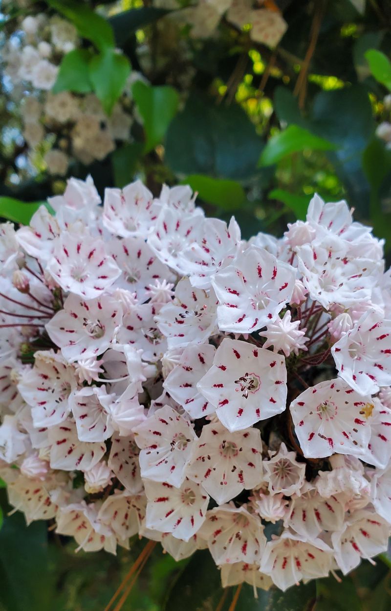 Mountain Laurel