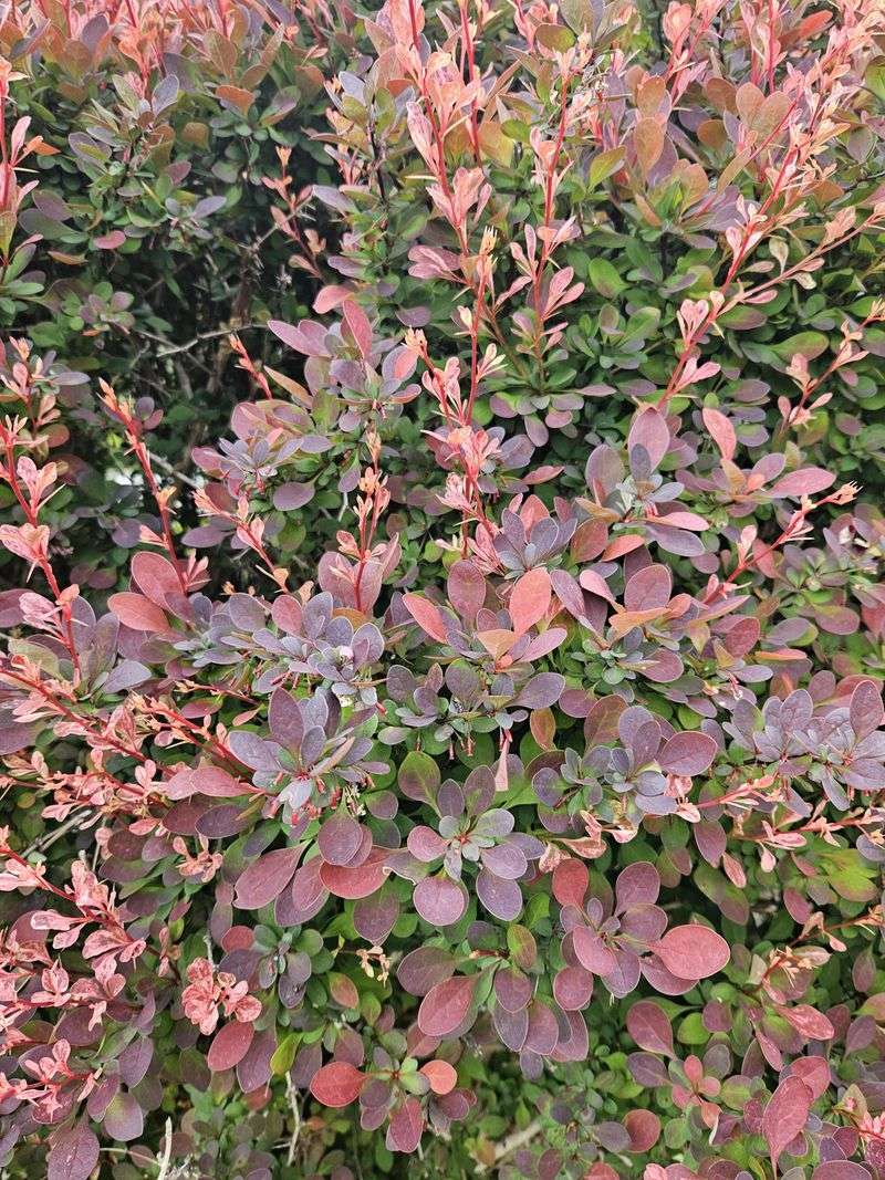 Japanese Barberry