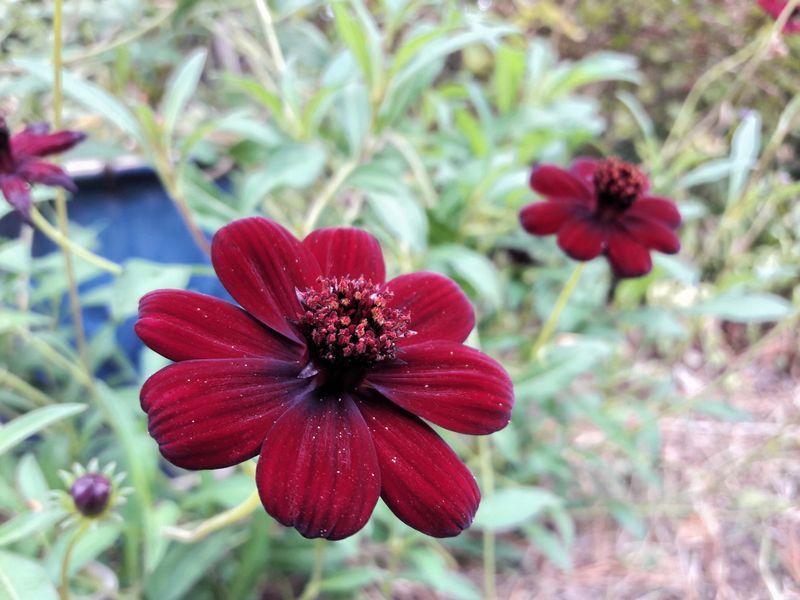 Chocolate Cosmos - Vanilla With A Twist