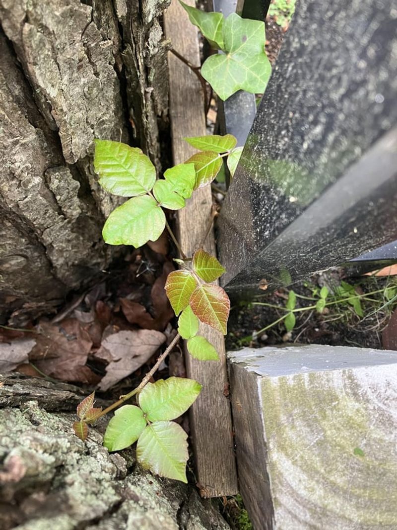 Poison Ivy