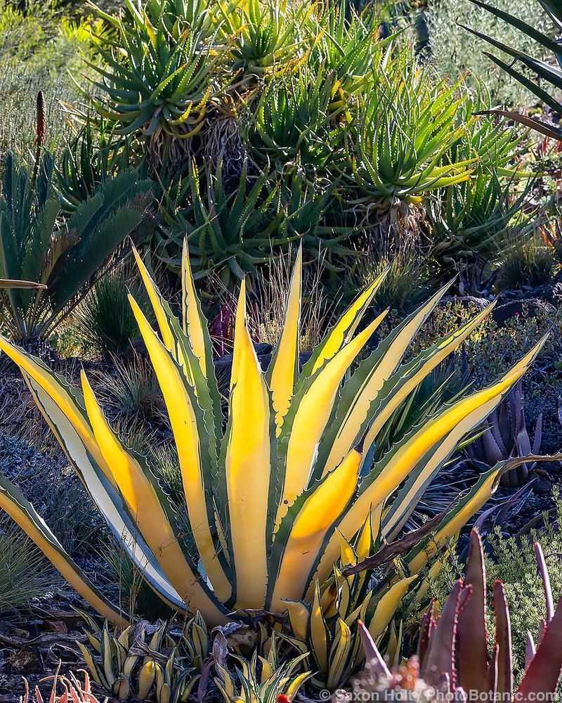 Variegated Agave