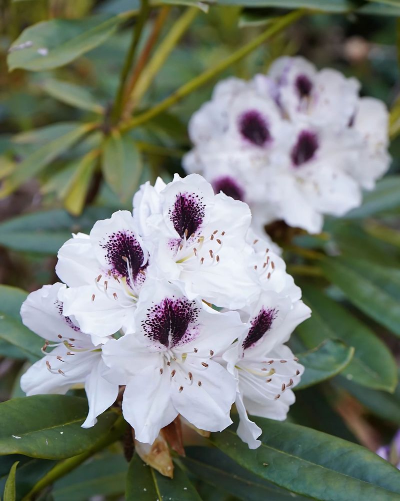 Rhododendron