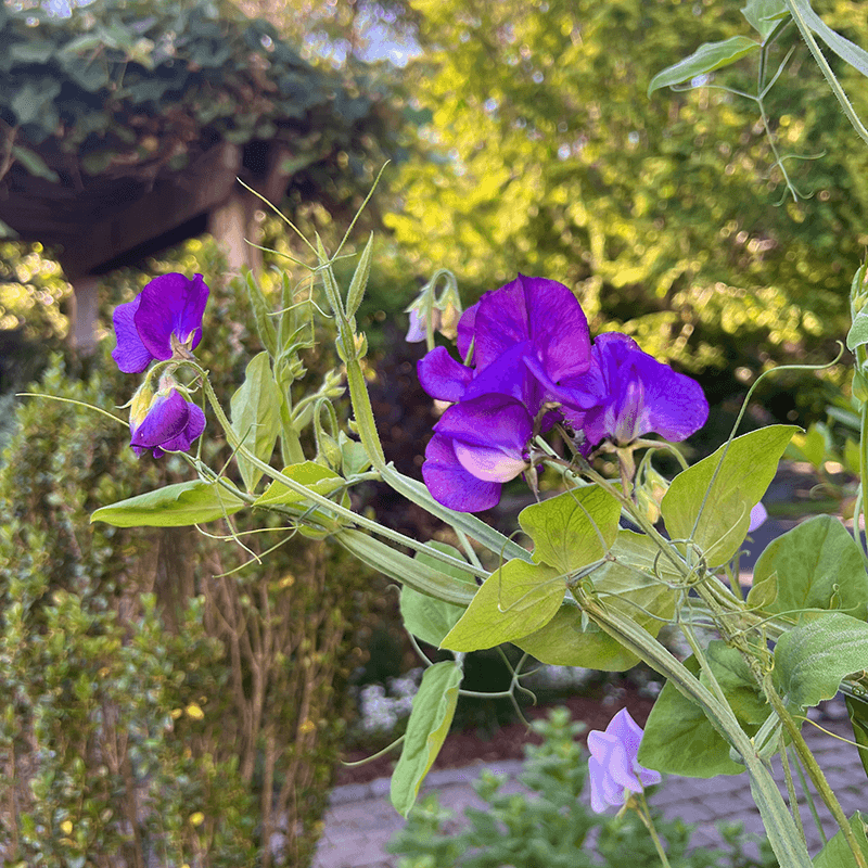 Annual Sweet Pea
