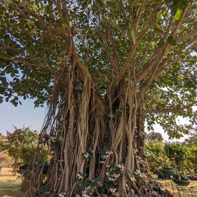 Banyan: The Tree of Infinite Life