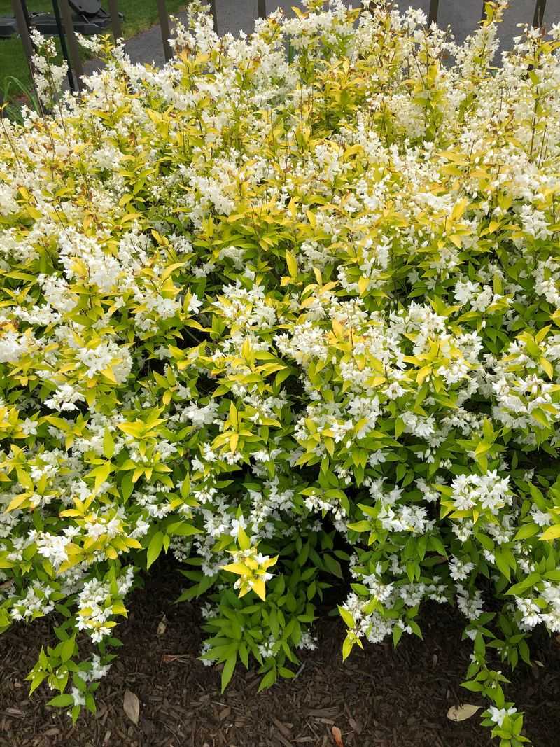 Deutzia